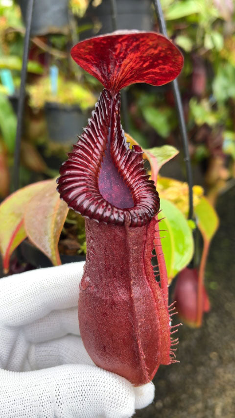 ASTA 12 : N. {[(lowii x veitchii) x boschiana] x [(veitchii x maxima) x veitchii]} x edwardsiana  BE-4620