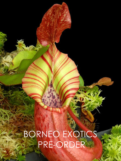 Nepenthes x ( veitchii x platychila) x veitchii BE-4623