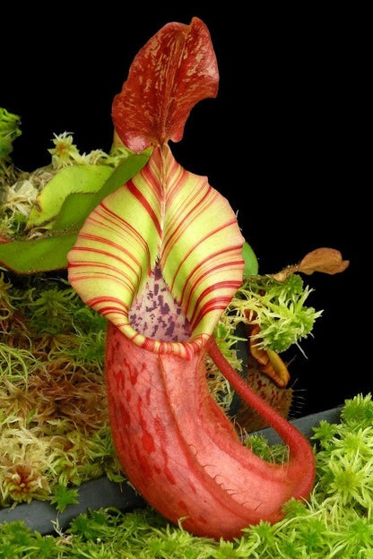 Nepenthes x ( veitchii x platychila) x veitchii BE-4623