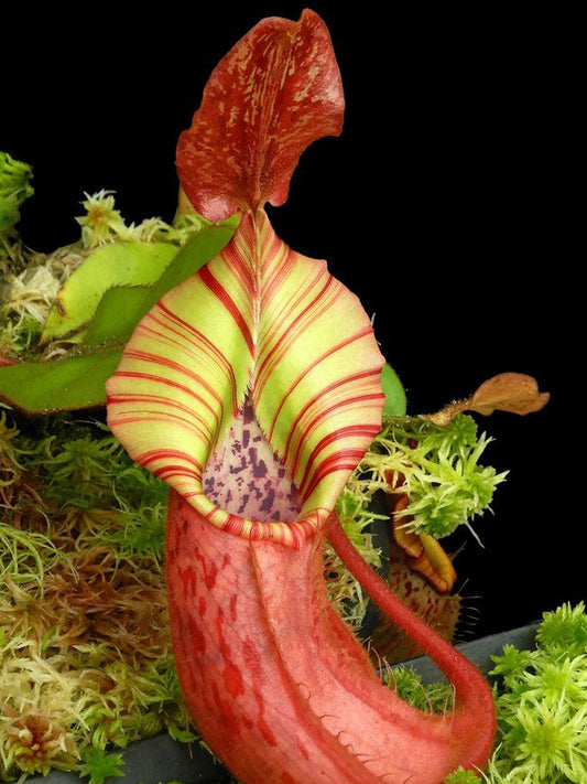 Nepenthes x (veitchii x platychila) x veitchii BE-4623