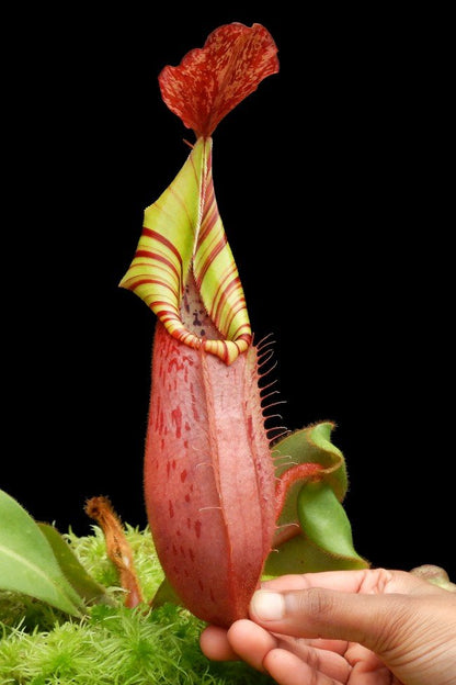 Nepenthes x ( veitchii x platychila) x veitchii BE-4623