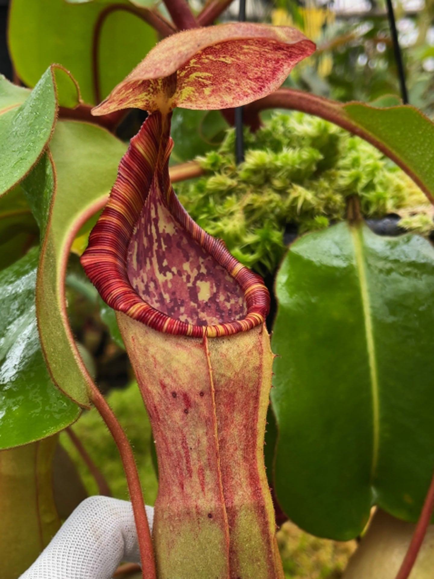 Nepenthes clipeata x (lowii x veitchii) BE-4625