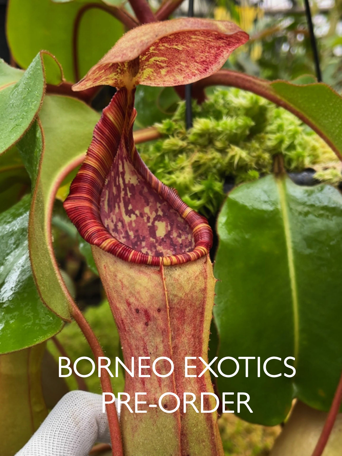 Nepenthes clipeata x (lowii x veitchii) BE-4625