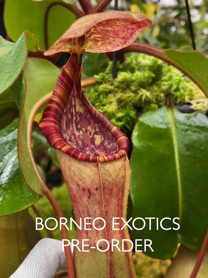 Nepenthes clipeata x (lowii x veitchii) BE-4625