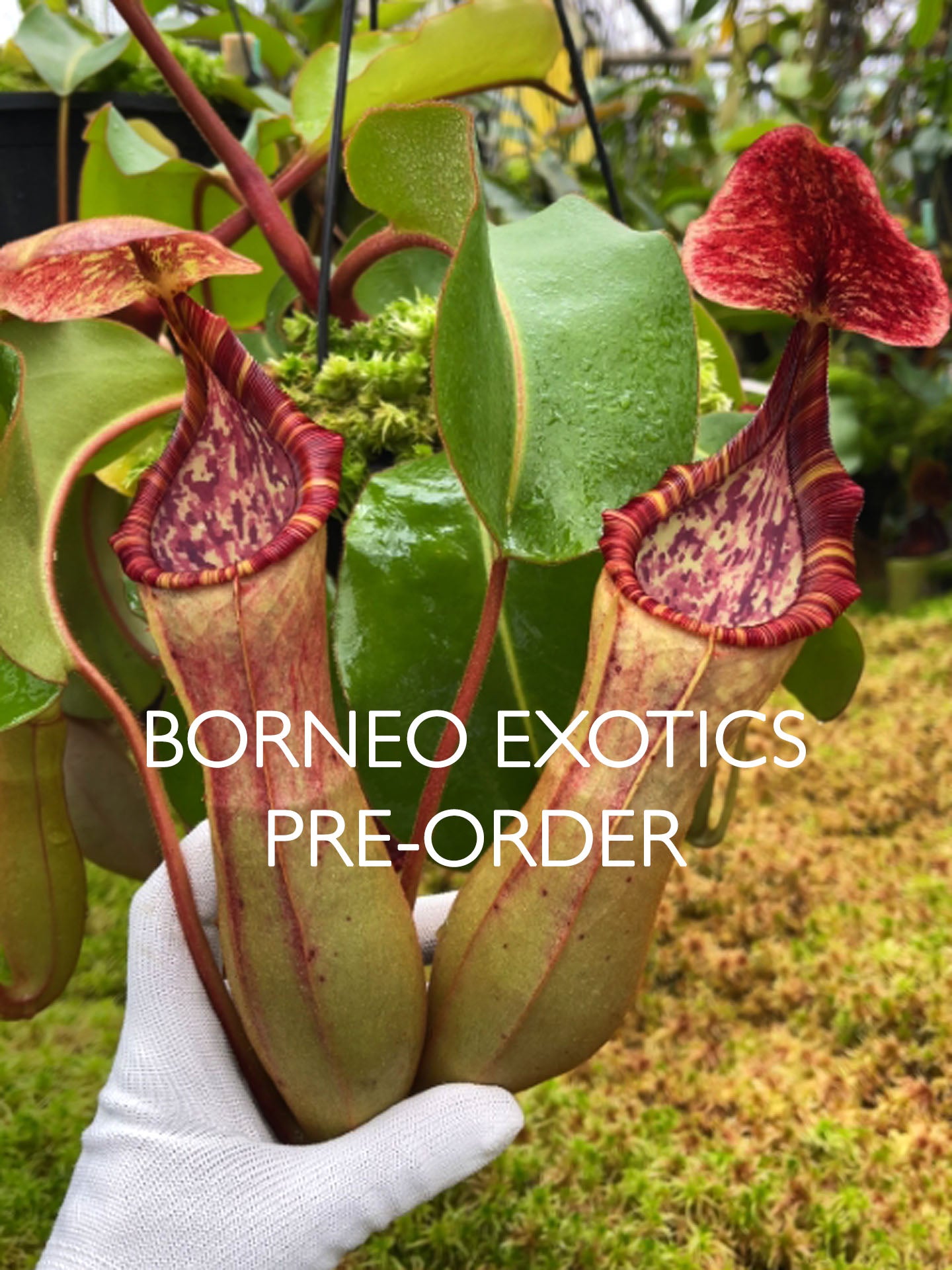 Nepenthes clipeata x (lowii x veitchii) BE-4625 – Giardino Carnivoro