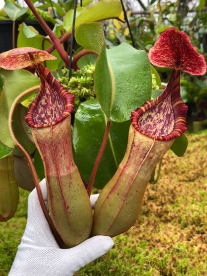 Nepenthes clipeata x (lowii x veitchii) BE-4625