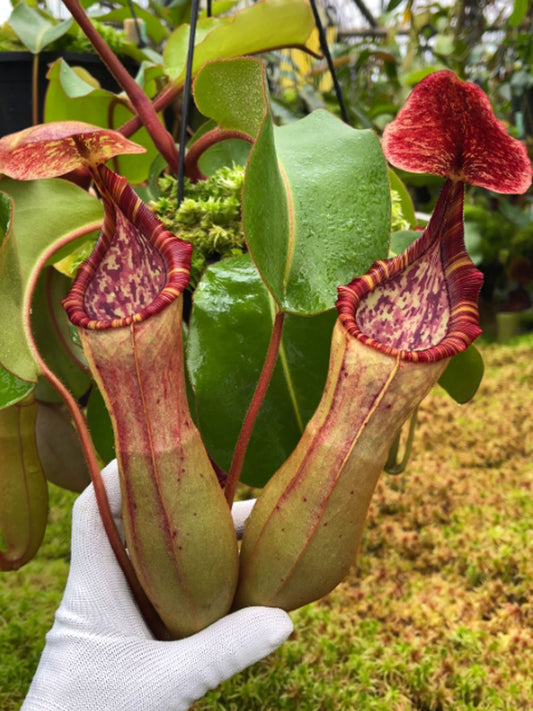 Nepenthes clipeata x (lowii x veitchii) BE-4625