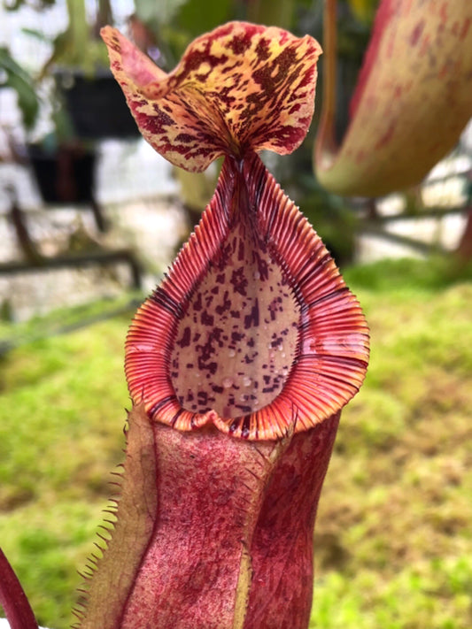 Nepenthes hamata x burbidgeae BE-4626