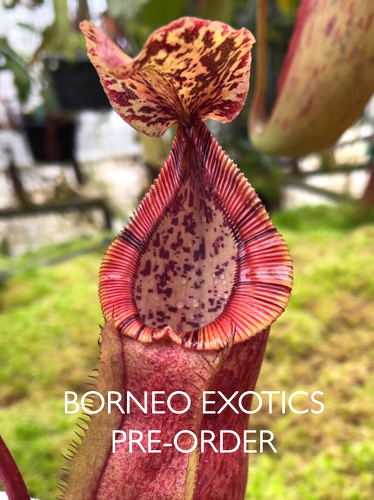 Nepenthes hamata x burbidgeae  BE-4626