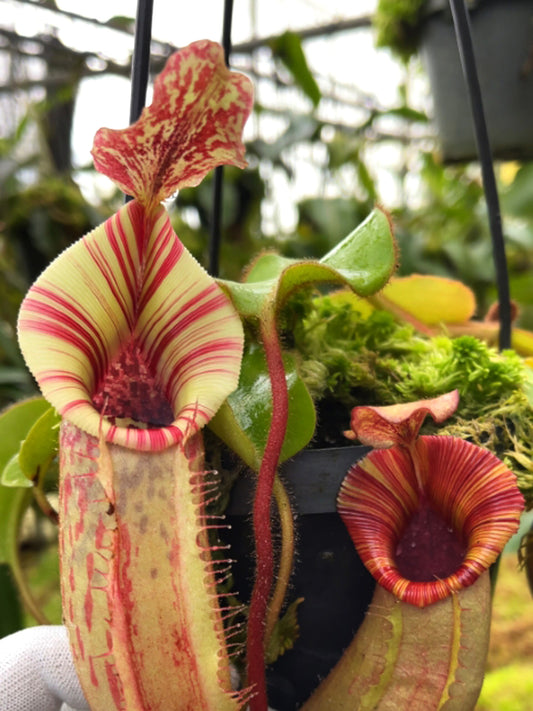 Nepenthes (veitchii x lowii) x veitchii BE-4627