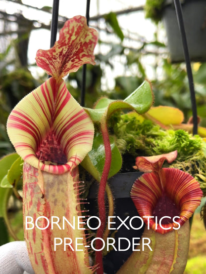Nepenthes (veitchii x lowii) x veitchii BE-4627