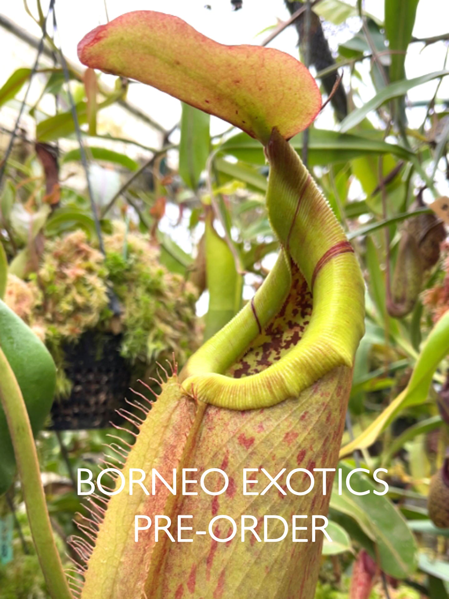 Nepenthes robcantleyi x merilliana  BE-4628
