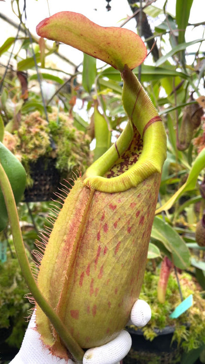 Nepenthes robcantleyi x merilliana  BE-4628