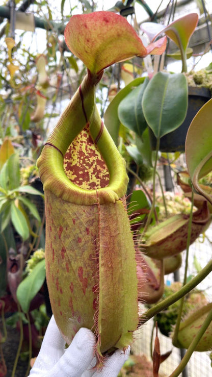 Nepenthes robcantleyi x merilliana  BE-4628