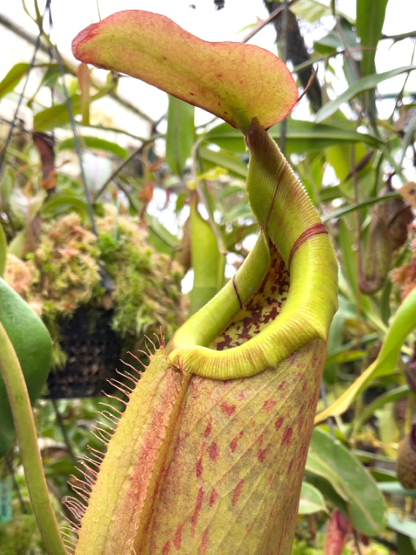 Nepenthes robcantleyi x merilliana  BE-4628