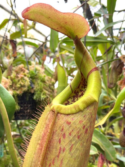 Nepenthes robcantleyi x merilliana  BE-4628