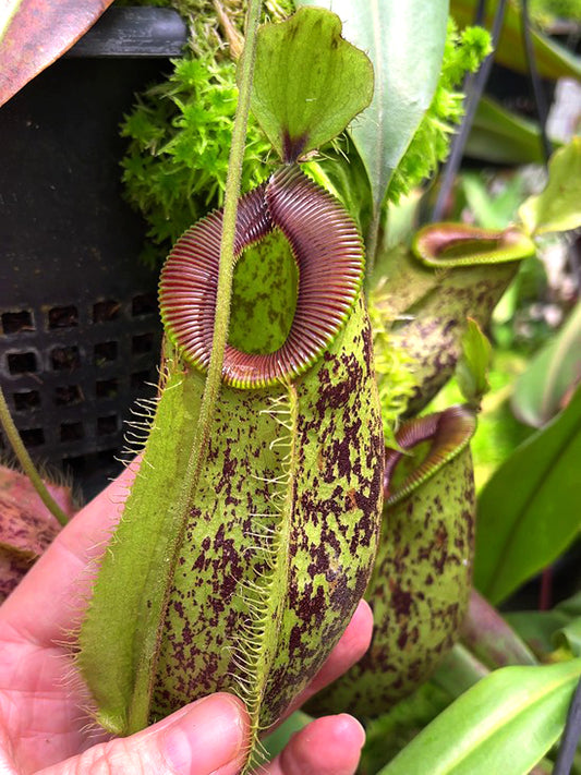 Nepenthes ampullaria x hamata "Tambusisi" BE-4631