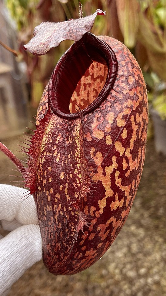 Nepenthes peltata x aristolochioides  BE-4633