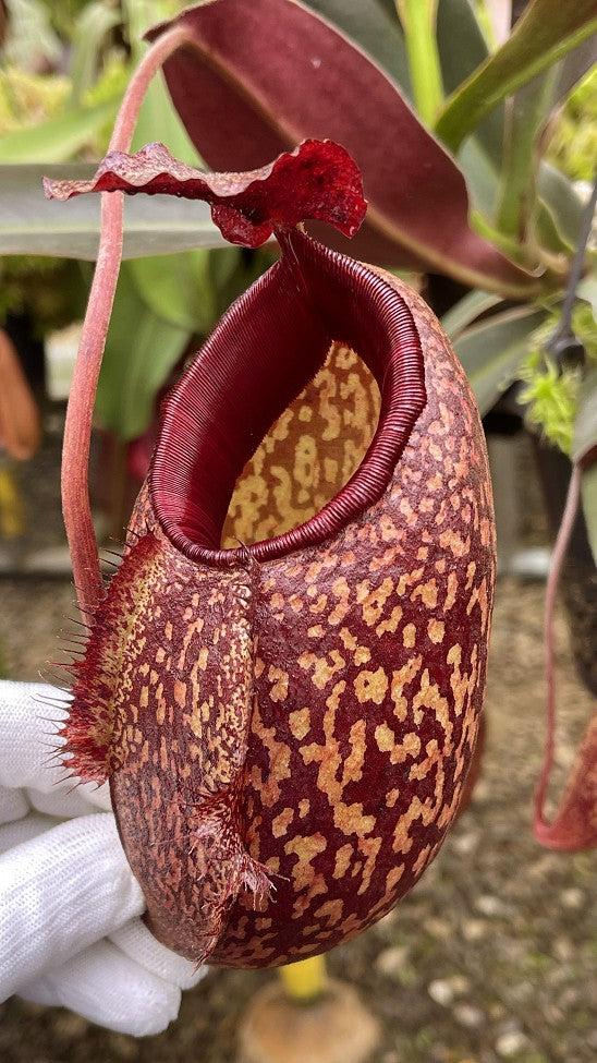 Nepenthes peltata x aristolochioides  BE-4633