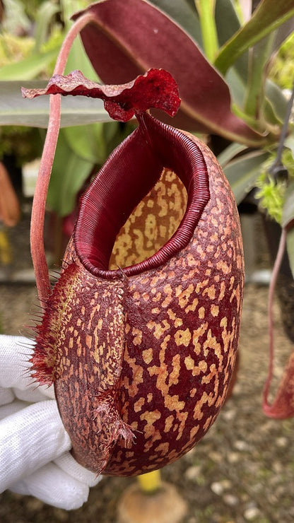 Nepenthes peltata x aristolochioides  BE-4633