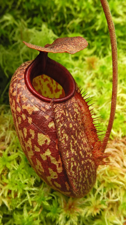 Nepenthes peltata x aristolochioides  BE-4633