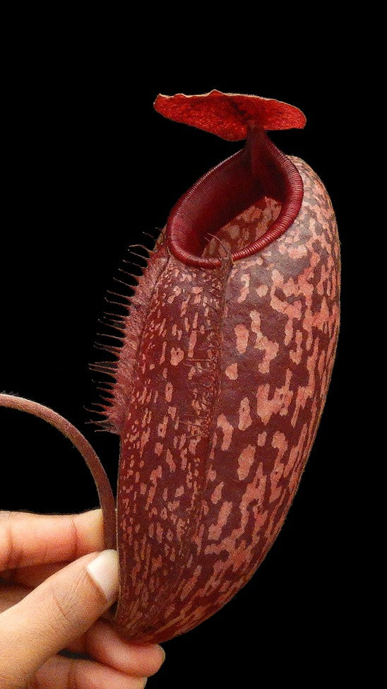 Nepenthes peltata x aristolochioides  BE-4633