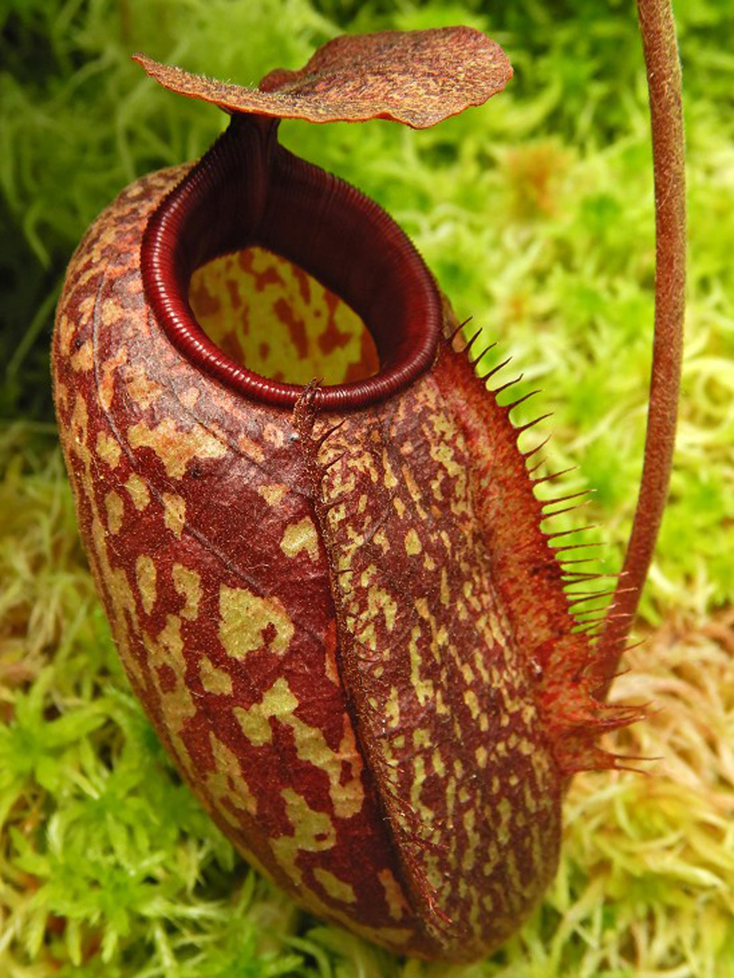 Nepenthes peltata x aristolochioides  BE-4633
