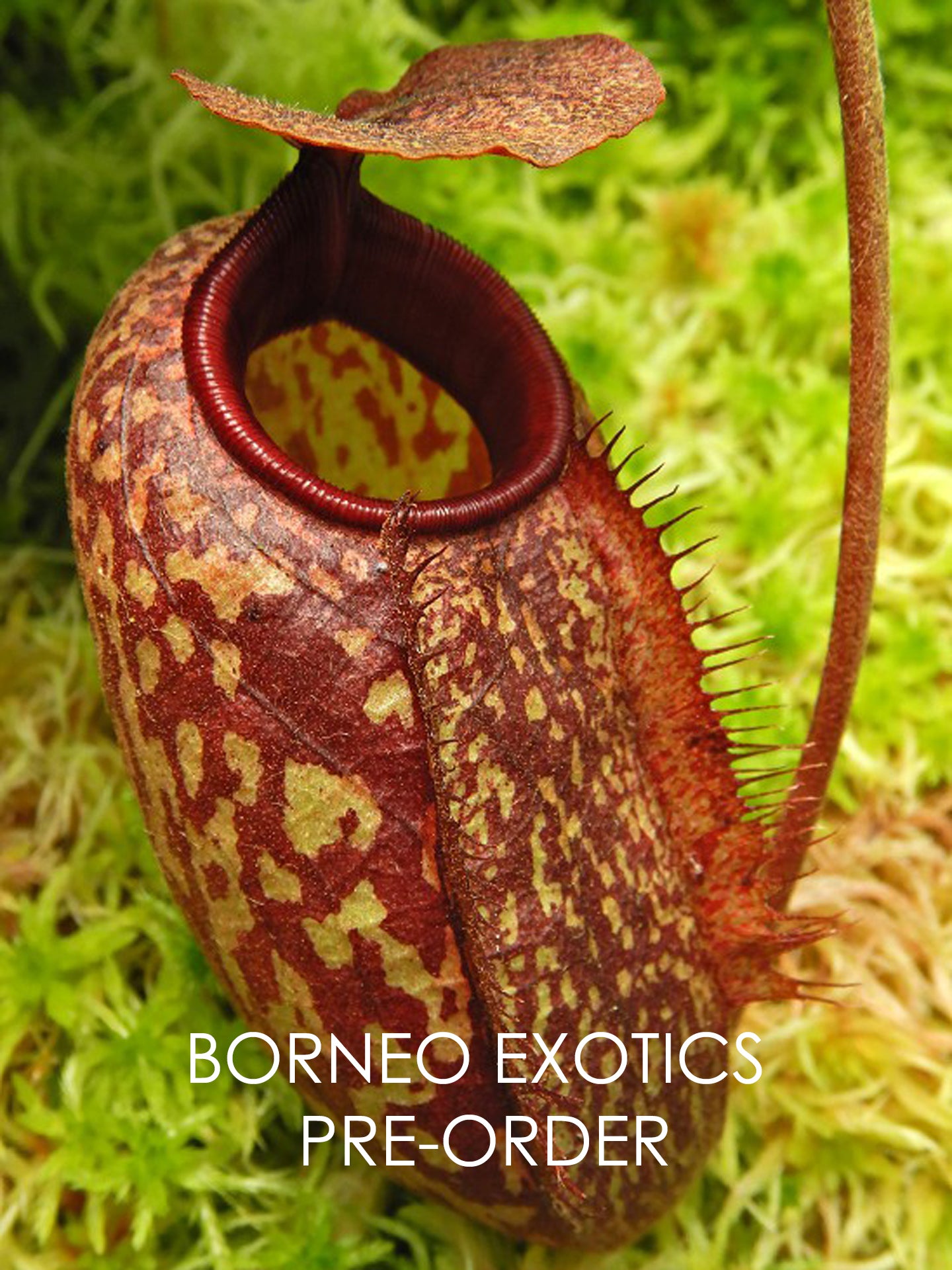 Nepenthes peltata x aristolochioides  BE-4633