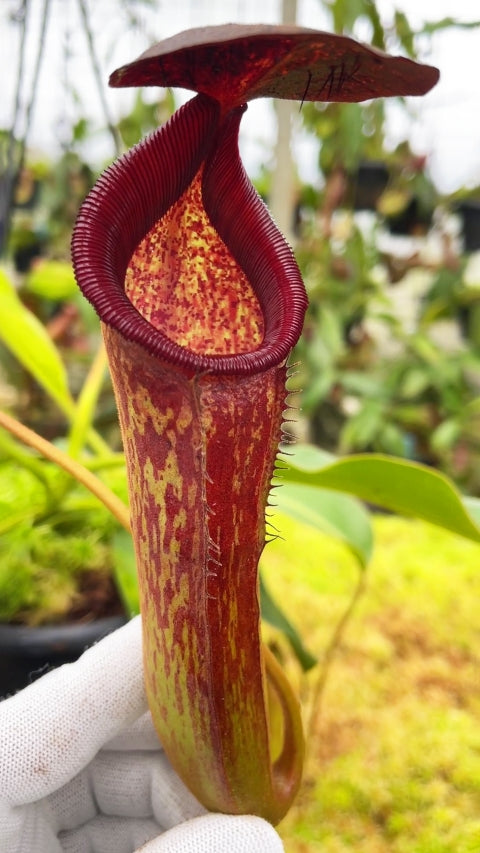 Nepenthes klossii x lowii  BE-4634 Assorted clones