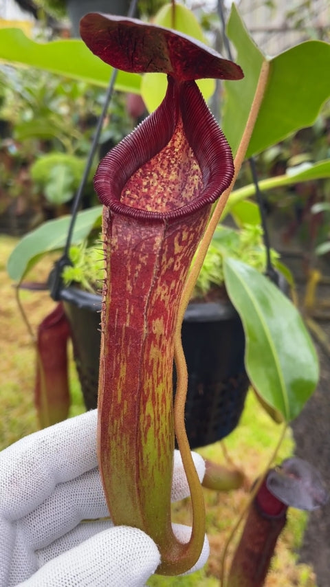 Nepenthes klossii x lowii  BE-4634 Assorted clones