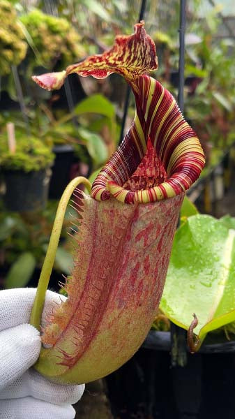 Nepenthes (veitchii x lowii) x burbidgeae BE-4635