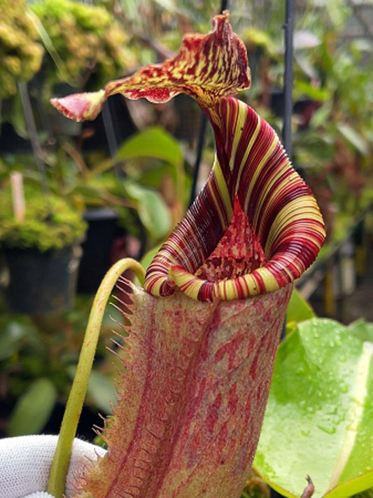 Nepenthes (veitchii x lowii) x burbidgeae BE-4635