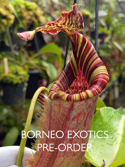 Nepenthes (veitchii x lowii) x burbidgeae BE-4635