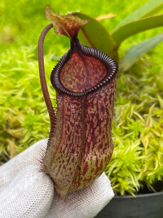 Nepenthes hamata x attemboroughii BE-4636