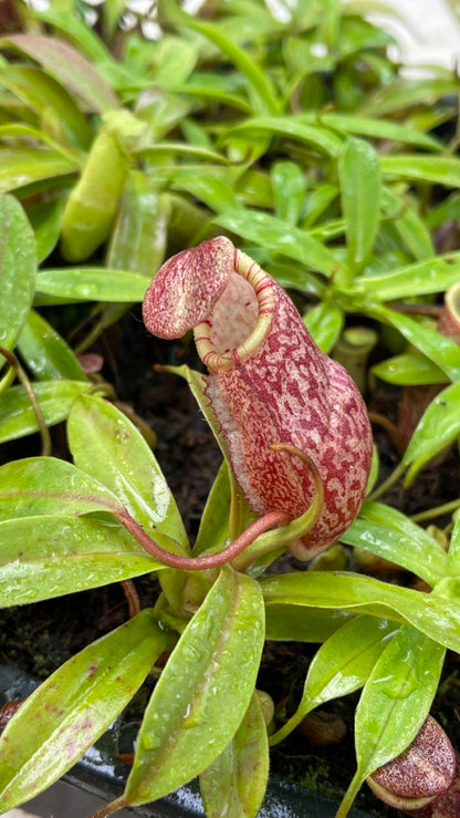 Nepenthes lavicola BE-4637  Assorted clones