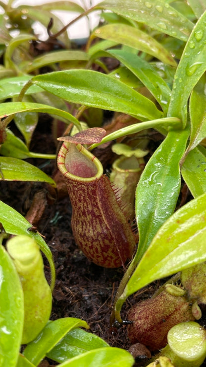 Nepenthes lavicola BE-4637  Assorted clones