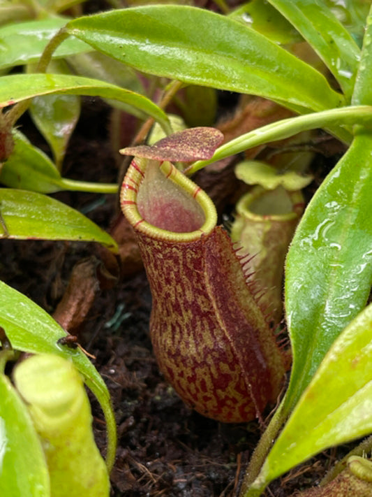 Nepenthes lavicola BE-4637  Assorted clones