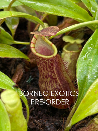 Nepenthes lavicola BE-4637  Assorted clones