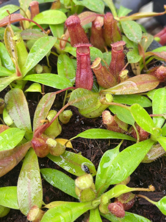 Nepenthes ventricosa x ephippiata  BE-4639