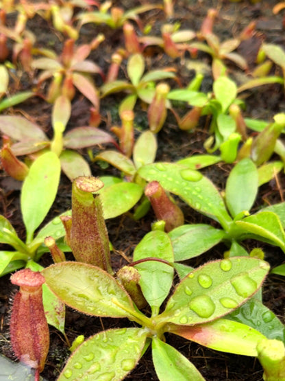 Nepenthes rajah x attemboroughii BE-4641