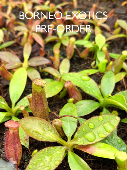 Nepenthes rajah x attemboroughii BE-4641