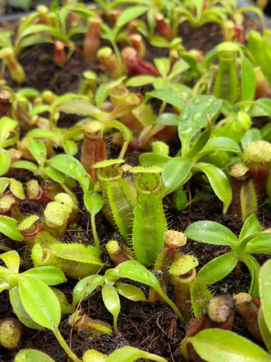 Nepenthes spathulata x ephipphiata  BE-4642