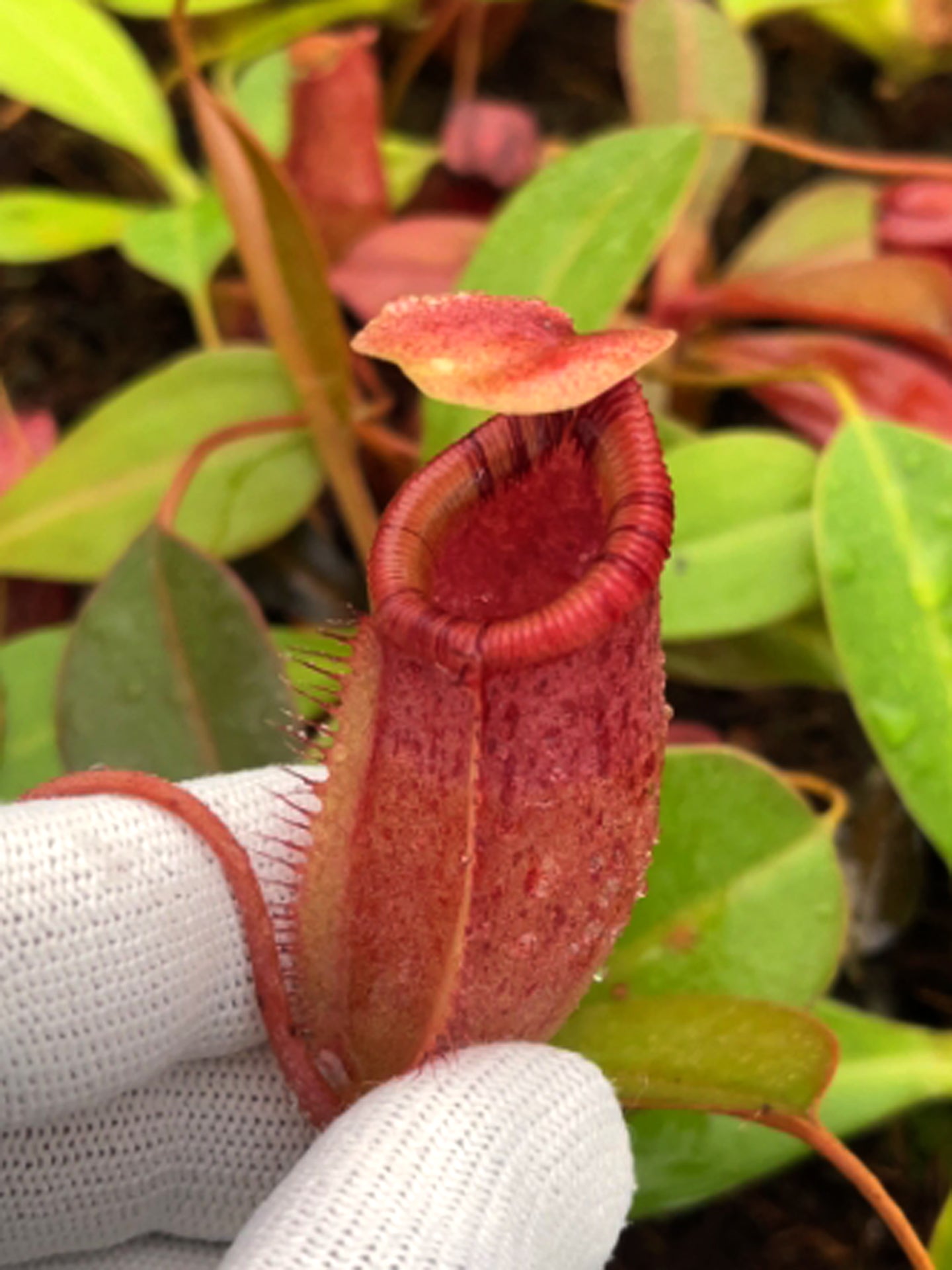 Nepenthes sibuyanensis x ephippiata BE-4644