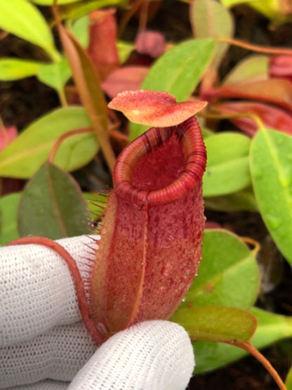Nepenthes sibuyanensis x ephippiata BE-4644
