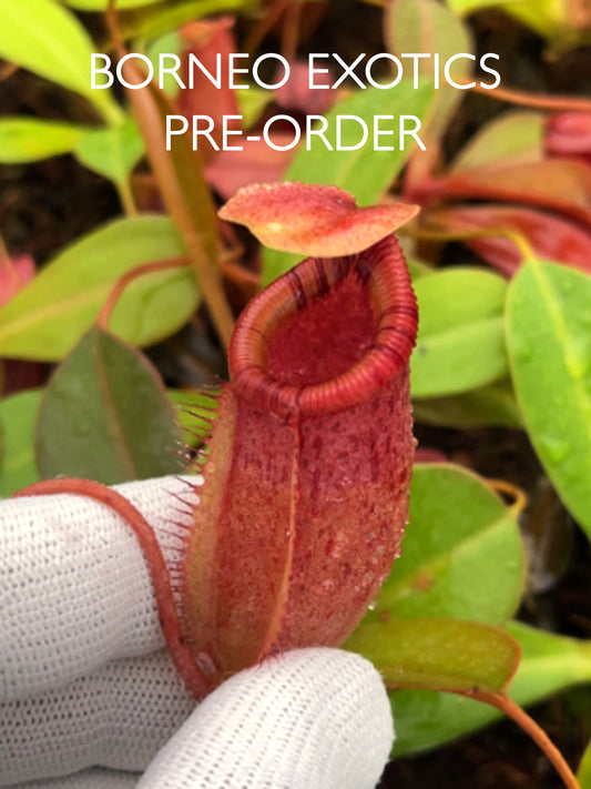 Nepenthes sibuyanensis x ephippiata BE-4644