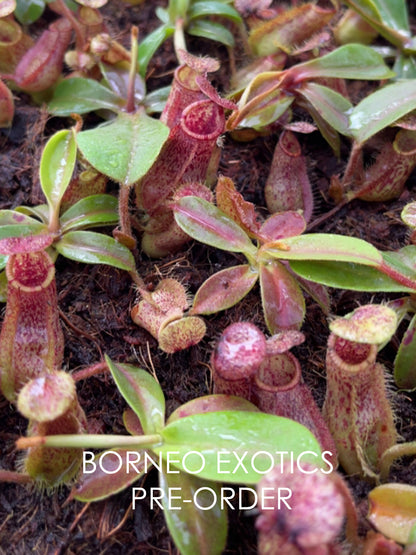 Nepenthes hamata 'Tambusisi' x veitchii 'Bario Pink-Candy' BE-4647