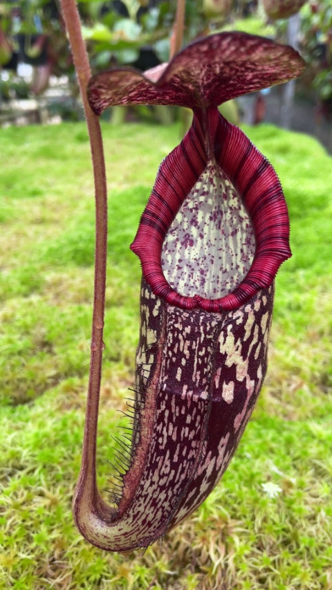 Nepenthes spectabilis x klossii BE-4648 Verschiedene Klone