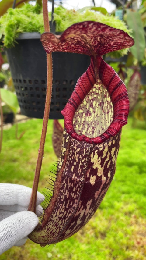 Nepenthes spectabilis x klossii BE-4648 Verschiedene Klone