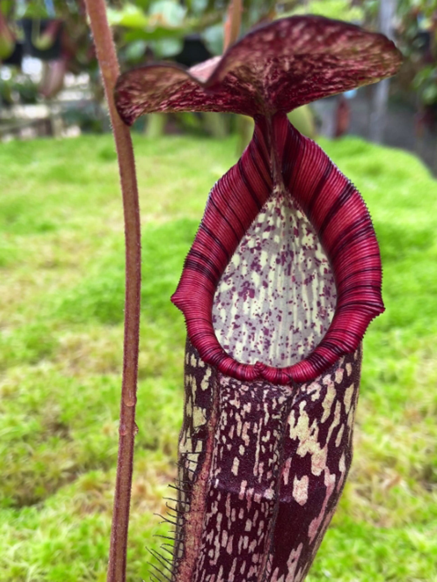 Nepenthes spectabilis x klossii BE-4648 Verschiedene Klone