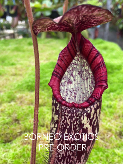 Nepenthes spectabilis x klossii BE-4648 Verschiedene Klone